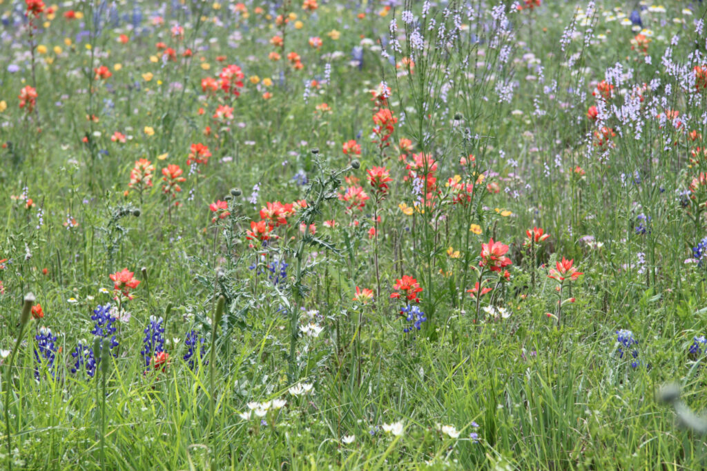 Image of Wildflowers in bloom